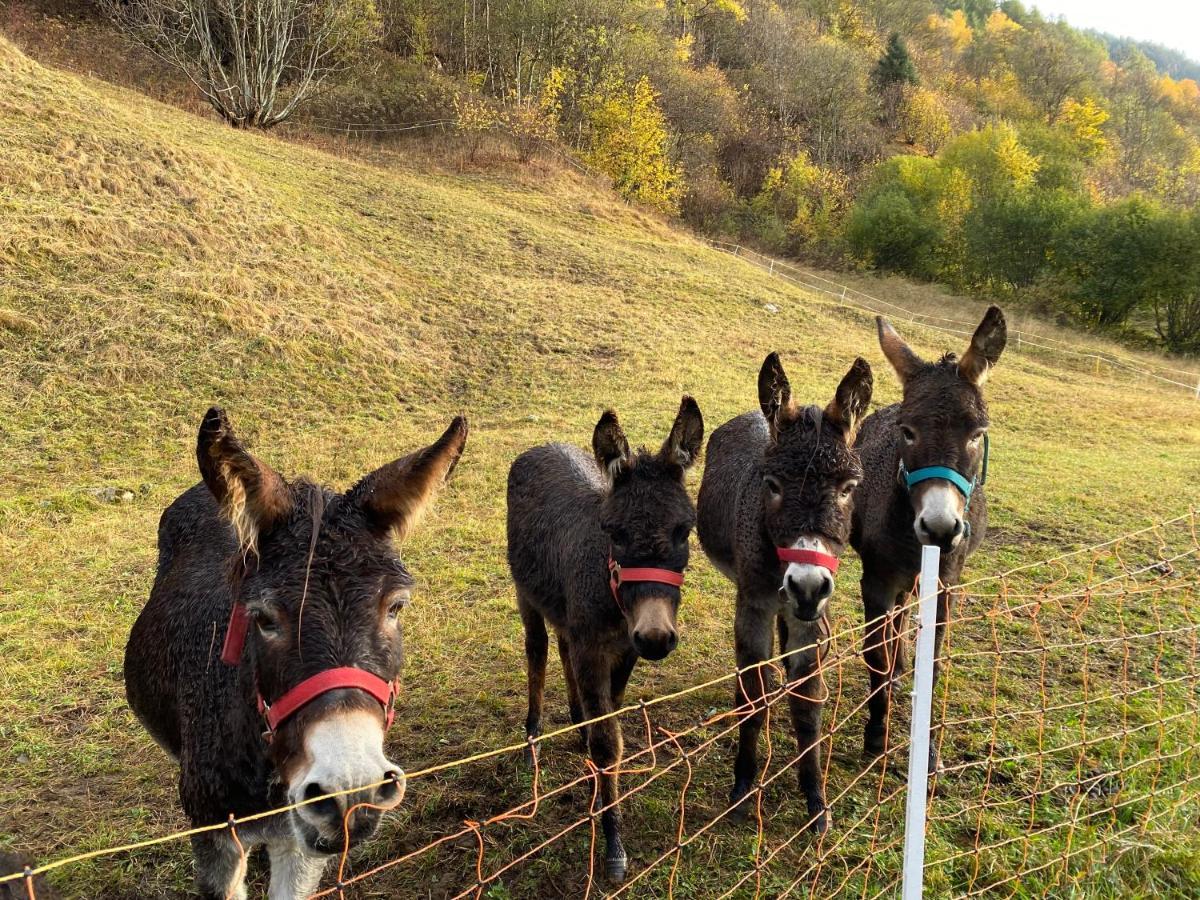 Baita Valtellina. Relax nel cuore delle Alpi Grosio Esterno foto